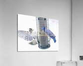 Bird Photography    Acrylic Print