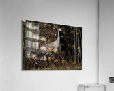Bird Photography    Acrylic Print