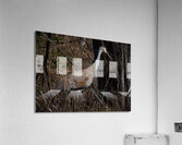 Bird Photography    Acrylic Print