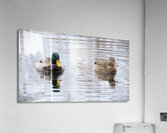 Bird Photography    Acrylic Print