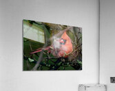 Bird Photography    Acrylic Print