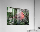 Bird Photography    Acrylic Print