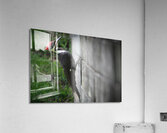 Bird Photography    Acrylic Print