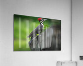 Bird Photography    Acrylic Print