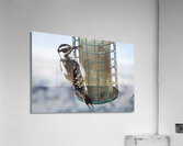 Bird Photography    Acrylic Print