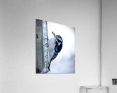 Bird Photography    Acrylic Print