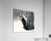 Bird Photography    Acrylic Print