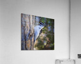 Bird Photography    Acrylic Print