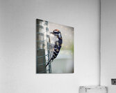 Bird Photography    Acrylic Print