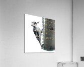 Bird Photography    Acrylic Print