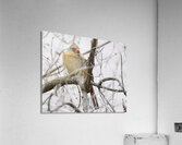Bird Photography    Acrylic Print