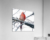 Bird Photography    Acrylic Print