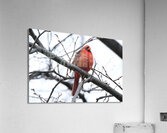 Bird Photography    Acrylic Print