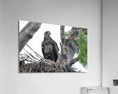 Bird Photography    Acrylic Print