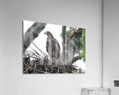 Bird Photography    Acrylic Print