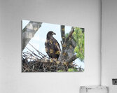 Bird Photography    Acrylic Print