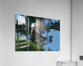 Bird Photography    Acrylic Print