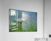 Bird Photography    Acrylic Print