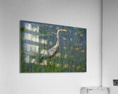 Bird Photography    Acrylic Print