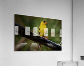 Bird Photography    Acrylic Print