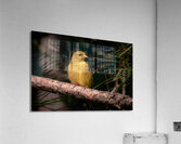 Bird Photography    Acrylic Print