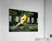 Bird Photography    Acrylic Print