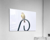 Bird Photography    Acrylic Print