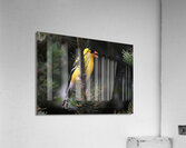 Bird Photography    Acrylic Print