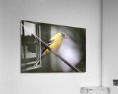 Bird Photography    Acrylic Print