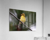 Bird Photography    Acrylic Print