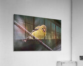 Bird Photography    Acrylic Print