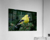 Bird Photography    Acrylic Print