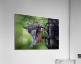 Bird Photography    Acrylic Print