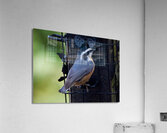 Bird Photography    Acrylic Print
