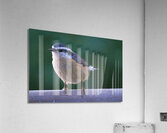 Bird Photography    Acrylic Print