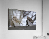 Bird Photography    Acrylic Print