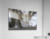 Bird Photography    Acrylic Print