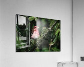 Bird Photography    Acrylic Print