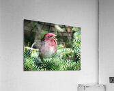 Bird Photography    Acrylic Print