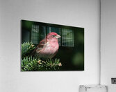 Bird Photography    Acrylic Print