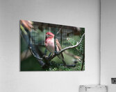 Bird Photography    Acrylic Print