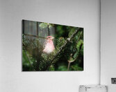 Bird Photography    Acrylic Print