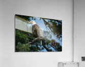 Bird Photography    Acrylic Print