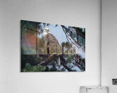 Bird Photography    Acrylic Print