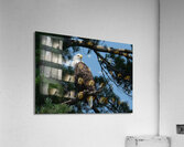 Bird Photography    Acrylic Print
