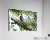 Bird Photography    Acrylic Print