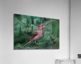 Bird Photography    Acrylic Print