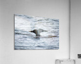 Bird Photography    Acrylic Print