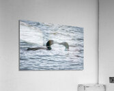 Bird Photography    Acrylic Print