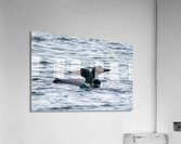 Bird Photography    Acrylic Print